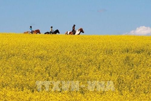 Trung Quốc dỡ bỏ các hạn chế đối với cải dầu của Canada