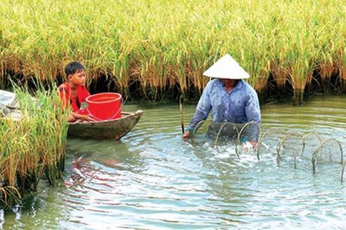 'Con tôm ôm cây lúa' cùng phát triển bền vững