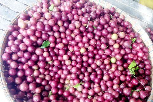 Trái cây mùa mưa Bảy Núi