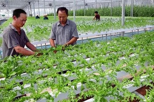 Trồng rau thủy canh - xu hướng cho cuộc sống xanh