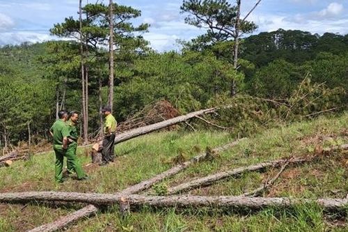 'Lâm tặc' phá rừng, chủ rừng ở đâu?