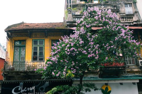Ngắm bằng lăng tím rợp trời Hà Nội
