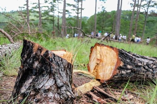 Chủ tịch Lâm Đồng yêu cầu khởi tố vụ phá rừng thông ở Đà Lạt