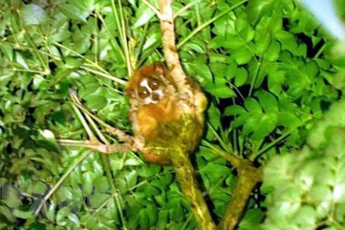 Phát hiện 2 loài Cu li tại Khu bảo tồn Xuân Liên: Cực quý hiếm!