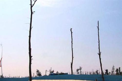 Doanh nghiệp đến Huế đầu tư, ngang nhiên phá rừng phòng hộ