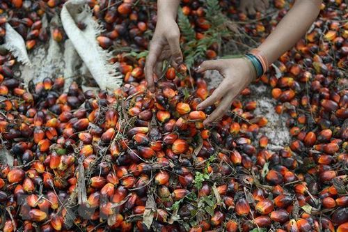 Indonesia dỡ bỏ lệnh cấm xuất khẩu dầu cọ vào tuần tới