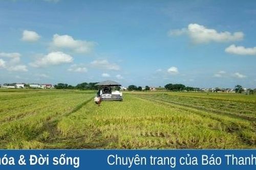 Nông dân Quảng Xương xuống đồng thu hoạch lúa chiêm xuân