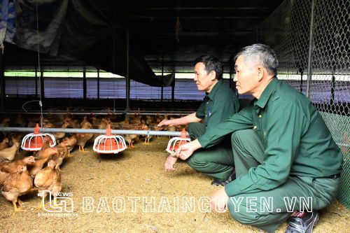 Cựu chiến binh biến 'sỏi đá thành cơm'