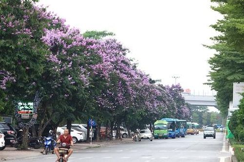 Ngắm con đường rực rỡ sắc tím hoa bằng lăng bên công viên Hòa Bình