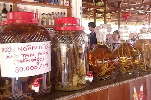 Cảnh báo ngộ độc rượu ngâm rễ cây
