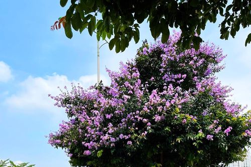 Con phố rợp màu tím bằng lăng ở Hà Đông