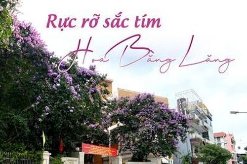 Rực rỡ sắc tím hoa bằng lăng