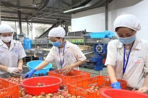 Phú Yên tăng cường công tác quản lý mã số vùng trồng và cơ sở đóng gói nông sản phục vụ xuất khẩu