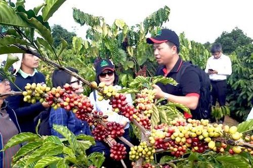 Tìm hướng đi bền vững cho sản xuất và tiêu thụ nông sản Tây Nguyên