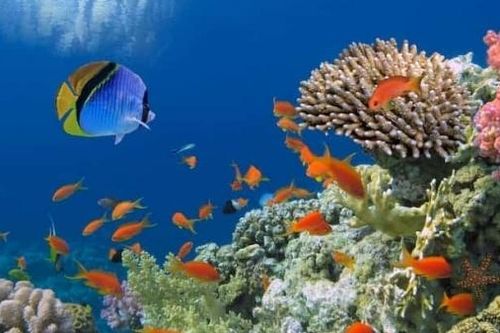 Chuyển đổi xanh toàn cầu - Phát triển đa dạng sinh học đại dương