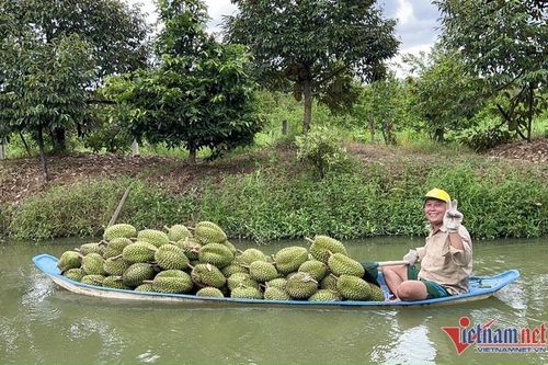 Trung Quốc 'ăn hàng': Đang phải đổ bỏ bất ngờ đắt hàng, nông dân lãi đậm
