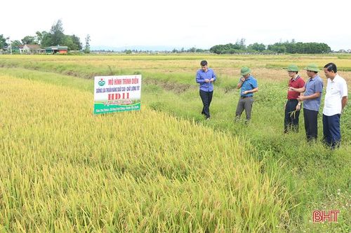 Cẩm Xuyên thu hoạch lúa vụ xuân đạt khoảng 70% diện tích