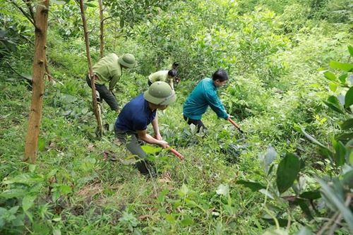 Quảng Bình: Phủ xanh hàng trăm hecta đồi cát sau khai thác khoáng sản