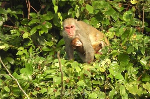 Bảo tồn loài khỉ Macaca quý hiếm tại Vườn Quốc gia Bến En