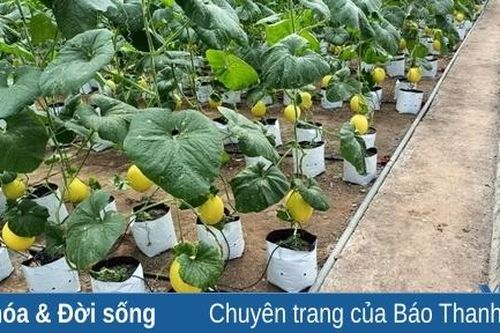 Dưa vàng Thọ Thanh hướng tới xây dựng sản phẩm đạt chuẩn OCOP