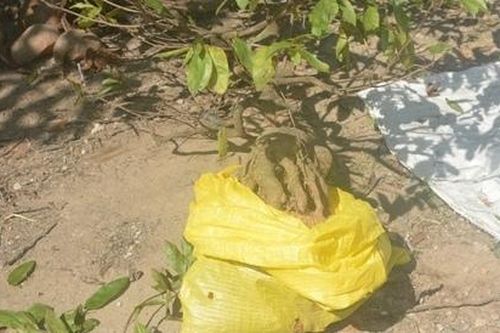 Triệt phá nhanh 2 vụ trộm cây mai kiểng của người dân