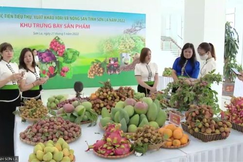 Sơn La thúc đẩy kết nối đưa xoài và nông sản ra thế giới