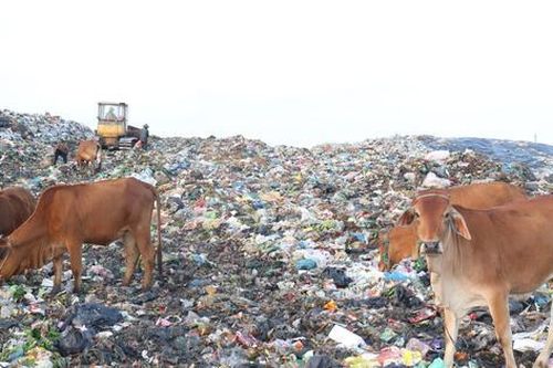 Thanh Hóa: Cận cảnh bãi rác lớn nhất tại Sầm Sơn trước khi bị 'khai tử'