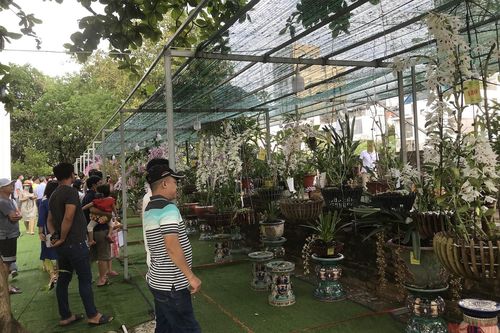 Hàng trăm loài hoa lan khoe sắc tại Lễ hội hoa lan Đà Nẵng