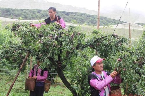 Sôi động Ngày hội hái mận Mộc Châu