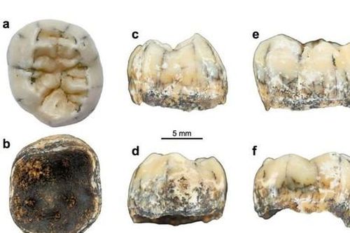 Phân tích chiếc răng cổ của bé gái bí ẩn, bằng chứng mới về loài người Denisovan thời tiền sử?