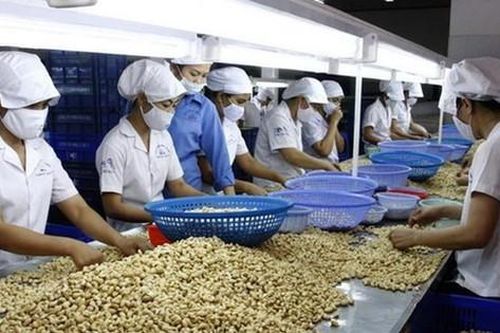 Vì sao xuất khẩu điều Việt Nam sang châu Âu tăng đột biến?