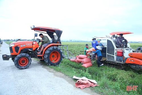 Giá thu mua lúa tươi giảm, nông dân Hà Tĩnh 'kém' vui
