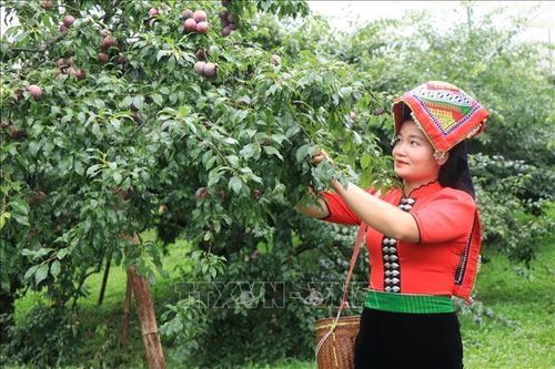 Quảng bá thương hiệu mận Mộc Châu đến du khách