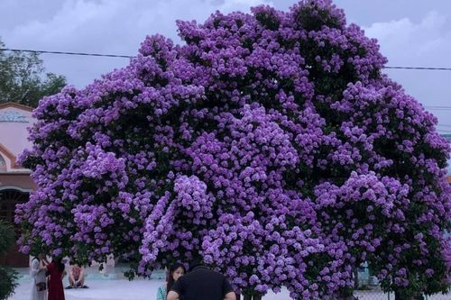Ngất ngây với vẻ đẹp thơ mộng của cây bằng lăng khổng lồ ở Bình Thuận