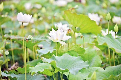 Đầm sen trắng khoe sắc rực rỡ ở ngoại thành Hà Nội
