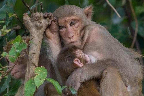 Bảo tồn 3 loài khỉ Macaca ở Vườn quốc gia Bến En: Cực quý hiếm!