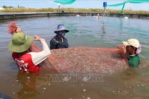 Kiên Giang phát triển nuôi tôm theo hướng sản xuất hàng hóa