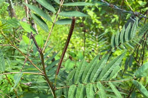 Cảnh báo liệt rễ dây thần kinh, teo cơ toàn thân do ăn hạt muồng tây