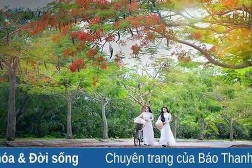 Mùa phượng cuối