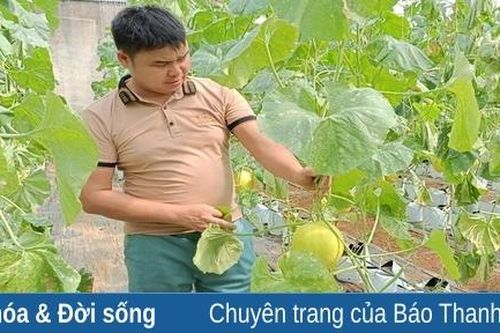 Hiệu quả mô hình trồng dưa vàng của anh Lê Văn Thanh