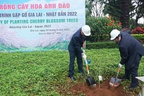 Tiếp nhận, trồng 24 cây Hoa anh đào Nhật Bản tại trung tâm TP Pleiku