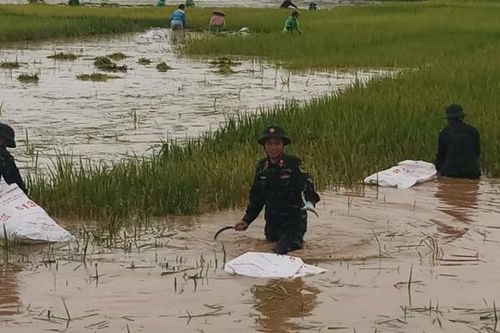 Mưa lớn kéo dài, Quốc Oai huy động lực lượng ra đồng cứu lúa