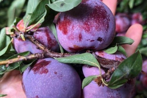 Trồng duy nhất trên 1 quả núi ở Sơn La, loại mận 'cherry Việt Nam' siêu đắt khách