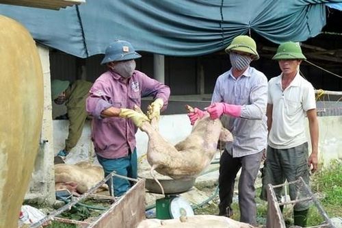 Đề xuất tăng 1,25-2 lần mức hỗ trợ sản xuất sau thiên tai, dịch bệnh