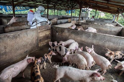 Dịch lở mồm long móng lây lan nhanh tại Indonesia
