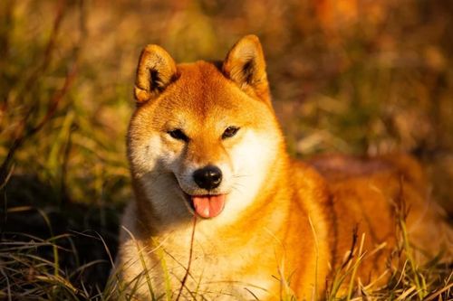 Chú chó Shiba vượt quãng đường 8 km để về nhà
