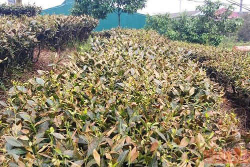 Lào Cai làm rõ nguyên nhân hàng chục ha hoa màu của người dân bất ngờ chết héo