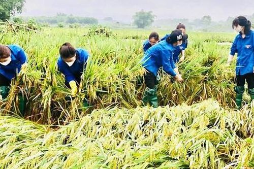 Tuyên Quang: Hàng trăm 'áo xanh' hỗ trợ người dân khắc phục hậu quả sau bão lũ