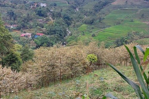 Lào Cai: Người dân cầu cứu khi cây trồng đột nhiên bị chết