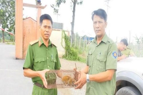 Bình Phước: Tiếp nhận một cá thể cu li nguy cấp, quý hiếm